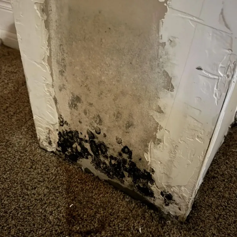 Professional Mold Removal in Hocking County, OH